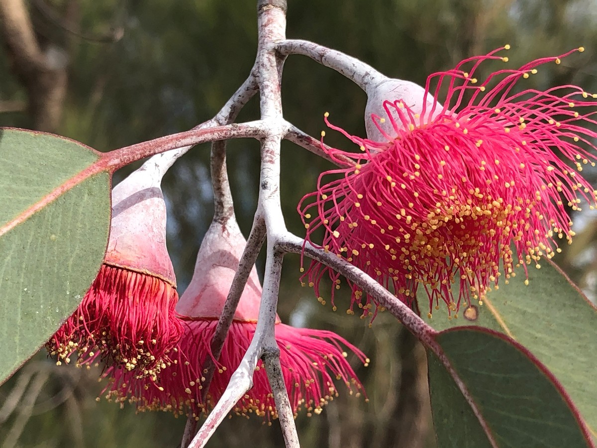 Western Australia, where the wildflowers are